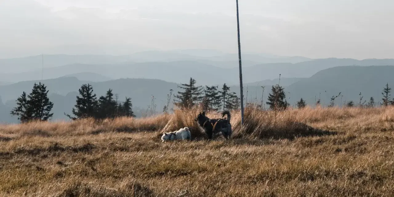 Dwa psy eksplorują trawiaste wzgórze z widokiem na góry. Idealne miejsce, gdzie w góry z psem.