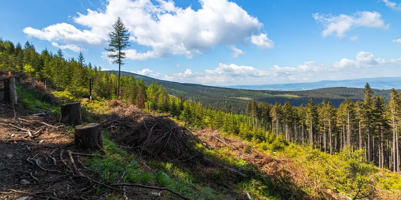 Widok na Śnieżnicki Park Krajobrazowy z wycinką drzew. W oddali lasy i wzgórza.