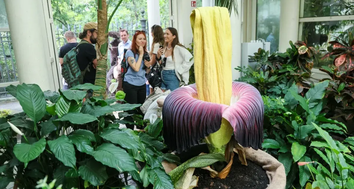 Ogród botaniczny w Polsce prezentuje gigantyczny kwiat. Grupa ludzi podziwia go, jakby odkryli jeden z najpiękniejszych ogrodów prywatnych w Polsce.