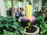 Ogród botaniczny w Polsce prezentuje gigantyczny kwiat. Grupa ludzi podziwia go, jakby odkryli jeden z najpiękniejszych ogrodów prywatnych w Polsce.