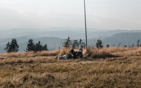 Dwa psy eksplorują trawiaste wzgórze z widokiem na góry. Idealne miejsce, gdzie w góry z psem.
