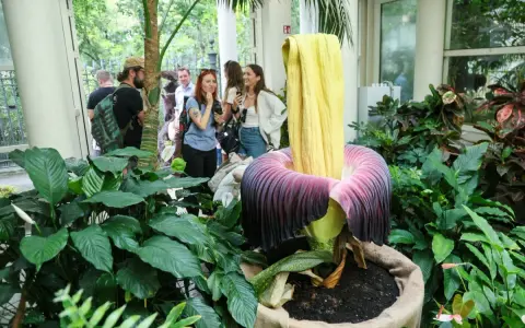 Ogród botaniczny w Polsce prezentuje gigantyczny kwiat. Grupa ludzi podziwia go, jakby odkryli jeden z najpiękniejszych ogrodów prywatnych w Polsce.