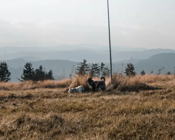 Dwa psy eksplorują trawiaste wzgórze z widokiem na góry. Idealne miejsce, gdzie w góry z psem.