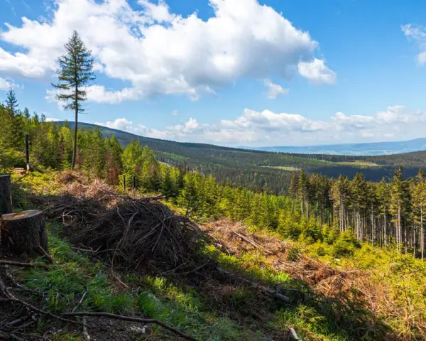Widok na Śnieżnicki Park Krajobrazowy z wycinką drzew. W oddali lasy i wzgórza.