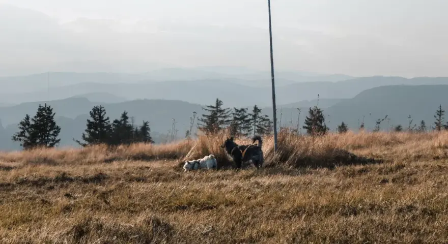 Dwa psy eksplorują trawiaste wzgórze z widokiem na góry. Idealne miejsce, gdzie w góry z psem.