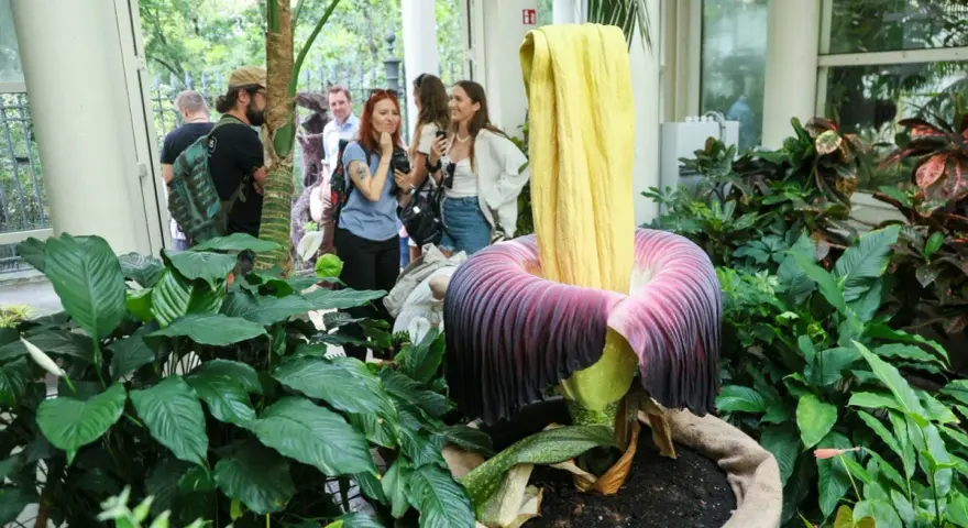 Ogród botaniczny w Polsce prezentuje gigantyczny kwiat. Grupa ludzi podziwia go, jakby odkryli jeden z najpiękniejszych ogrodów prywatnych w Polsce.