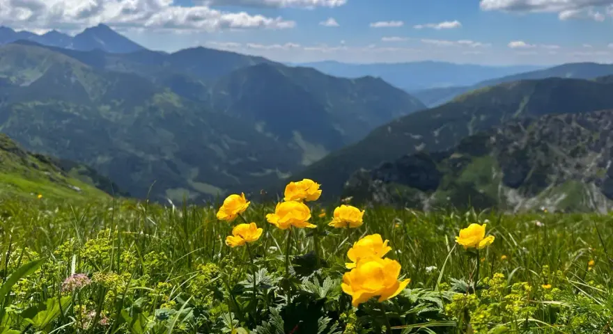 Alpejskie byliny z Tatr, żółte kwiaty na tle górskich szczytów i błękitnego nieba.
