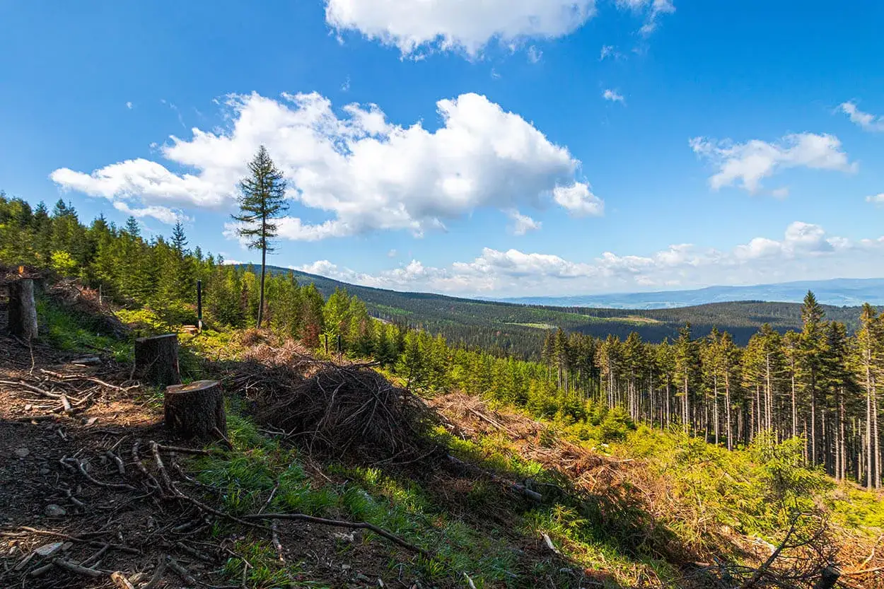 Widok na las w Śnieżnickim Parku Krajobrazowym. Widać ścięte drzewa, młode drzewka i rozległy las w oddali pod błękitnym niebem z chmurami.