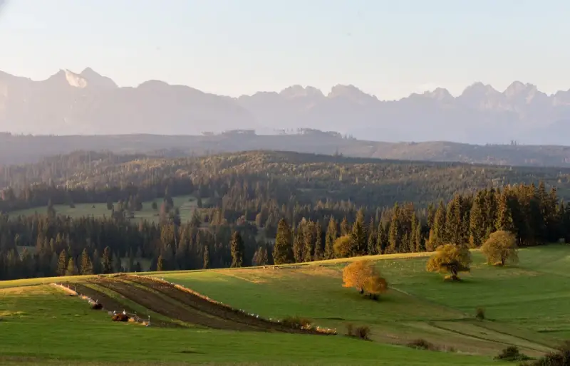 Malowniczy punkt widokowy na Tatry. Zielone wzgórza, lasy i pasące się zwierzęta w jesiennym słońcu.