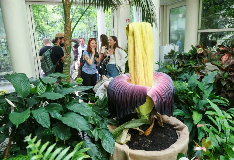Ogród botaniczny w Polsce prezentuje gigantyczny kwiat. Grupa ludzi podziwia go, jakby odkryli jeden z najpiękniejszych ogrodów prywatnych w Polsce.